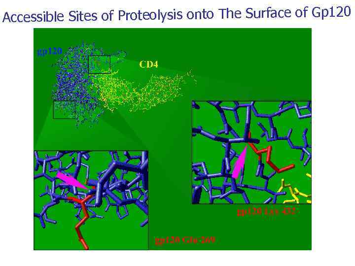 Accessible Sites of Proteolysis onto The Surface of Gp 120 