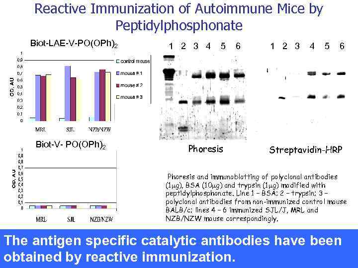 Reactive Immunization of Autoimmune Mice by Peptidylphosphonate Biot-LAE-V-PO(OPh)2 Biot-V- PO(OPh)2 1 2 3 4