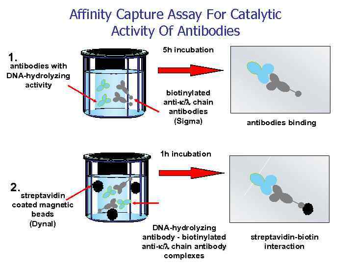 Affinity Capture Assay For Catalytic Activity Of Antibodies 1. antibodies with DNA-hydrolyzing activity 5