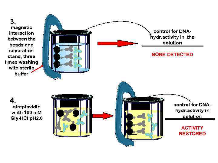3. magnetic interaction between the beads and separation stand, three times washing with sterile