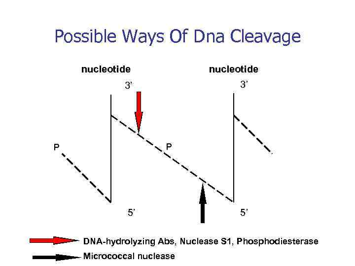 Possible Ways Of Dna Cleavage nucleotide 3’ 3’ P P 5’ 5’ DNA-hydrolyzing Abs,
