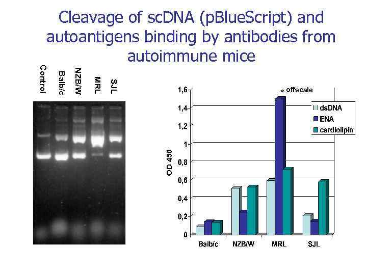 SJL MRL NZB/W Balb/c Control Cleavage of sc. DNA (p. Blue. Script) and autoantigens