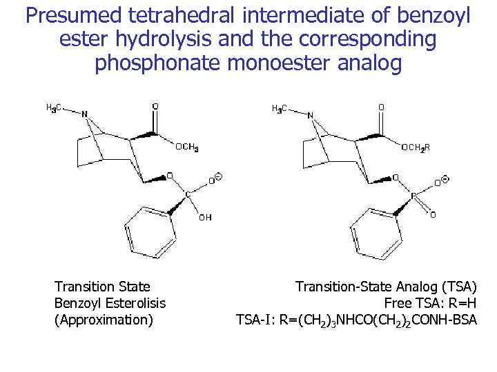 Presumed tetrahedral intermediate of benzoyl ester hydrolysis and the corresponding phosphonate monoester analog Transition