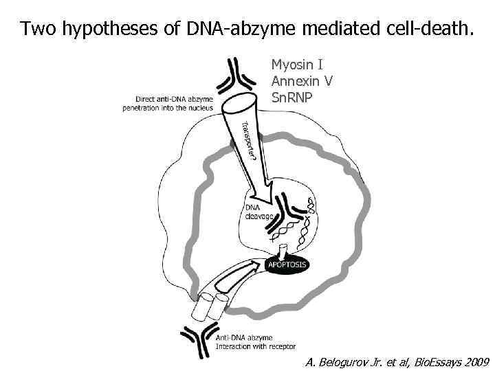 Two hypotheses of DNA-abzyme mediated cell-death. Myosin I Annexin V Sn. RNP A. Belogurov