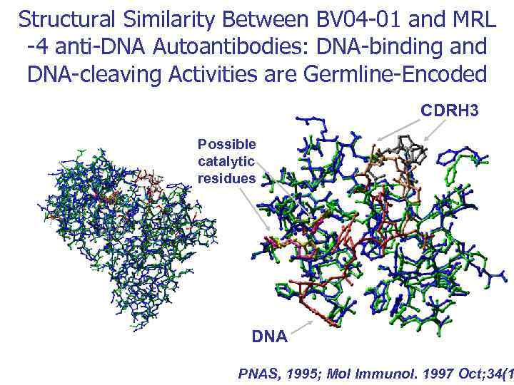 Structural Similarity Between BV 04 -01 and MRL -4 anti-DNA Autoantibodies: DNA-binding and DNA-cleaving