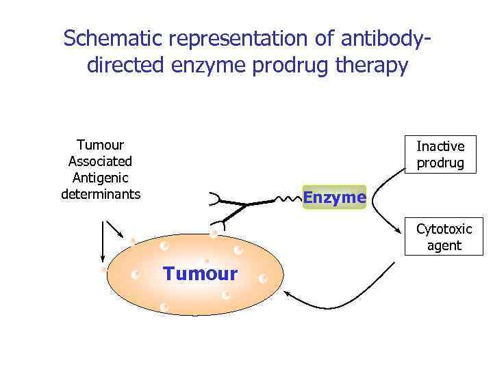 Schematic representation of antibodydirected enzyme prodrug therapy Tumour Associated Antigenic determinants Inactive prodrug Enzyme