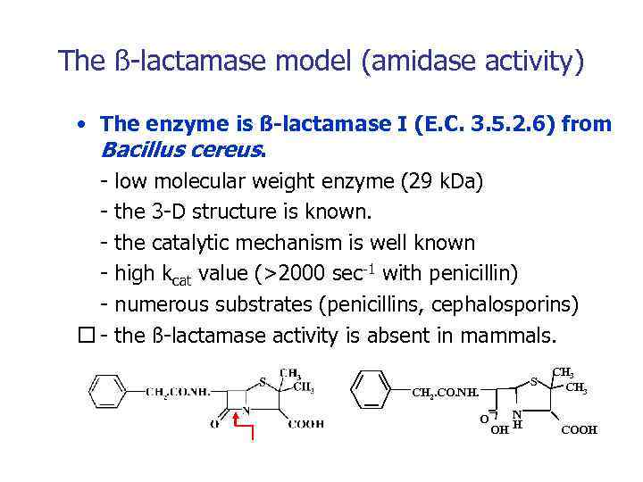 The ß-lactamase model (amidase activity) • The enzyme is ß-lactamase I (E. C. 3.