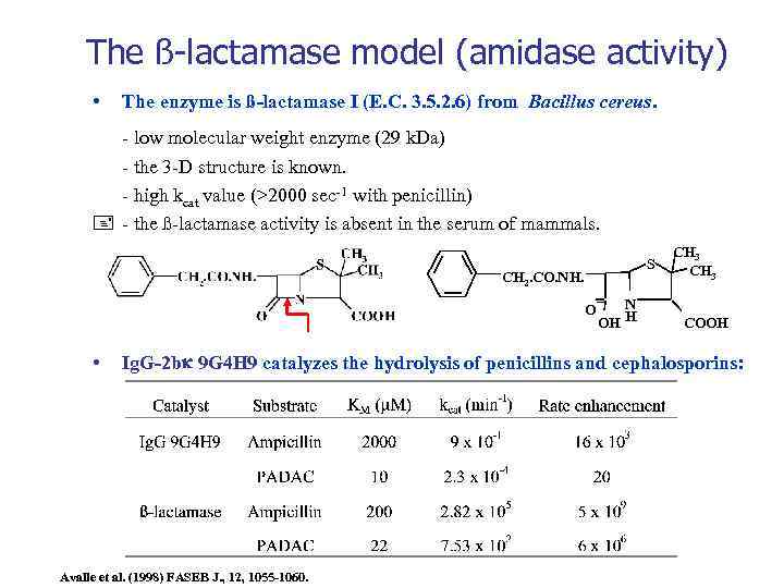 The ß-lactamase model (amidase activity) • The enzyme is ß-lactamase I (E. C. 3.