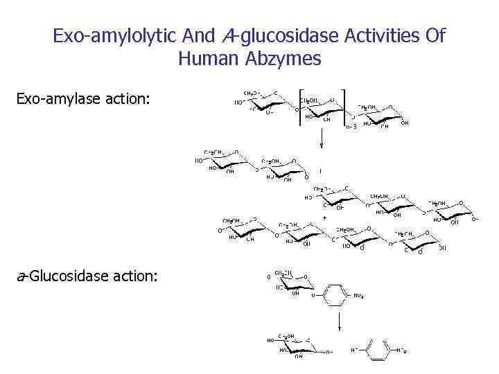 Exo-amylolytic And A-glucosidase Activities Of Human Abzymes Exo-amylase action: a-Glucosidase action: 