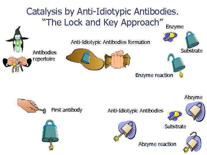 Catalysis by Anti-Idiotypic Antibodies. “The Lock and Key Approach” Enzyme Anti-Idiotypic Antibodies formation Substrate