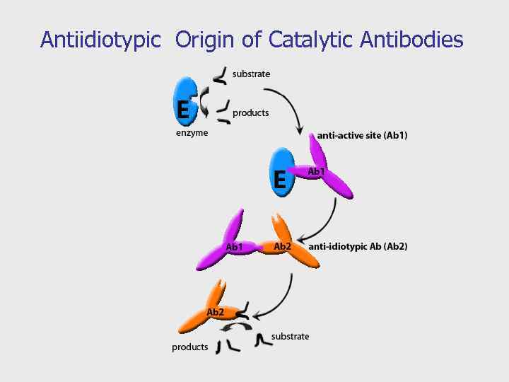 Antiidiotypic Origin of Catalytic Antibodies 