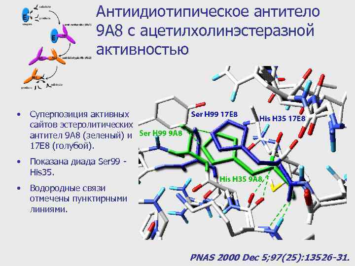 Антиидиотипическое антитело 9 A 8 с ацетилхолинэстеразной активностью • Суперпозиция активных сайтов эстеролитических антител