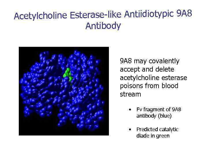 Acetylcholine Esterase-like Antiidiotypic 9 A 8 Antibody 9 A 8 may covalently accept and