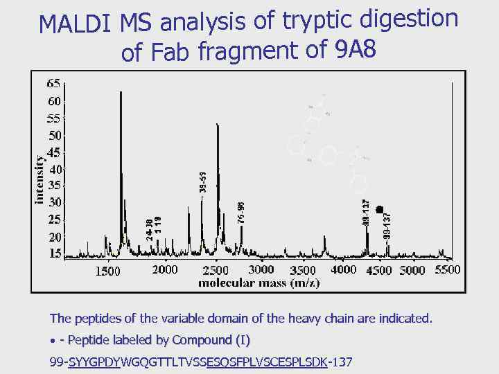 MALDI MS analysis of tryptic digestion of Fab fragment of 9 A 8 The