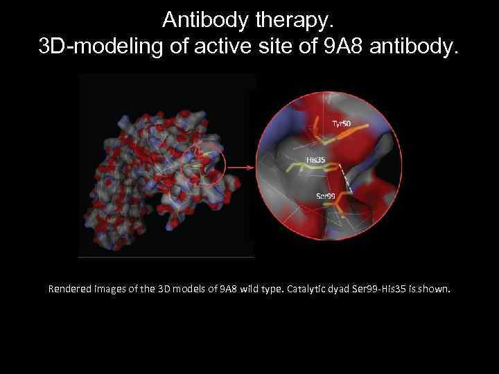 Antibody therapy. 3 D-modeling of active site of 9 A 8 antibody. Rendered images