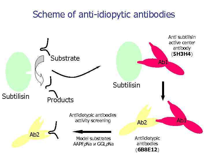 Scheme of anti-idiopytic antibodies Anti subtilisin active center antibody (5 H 3 H 4)