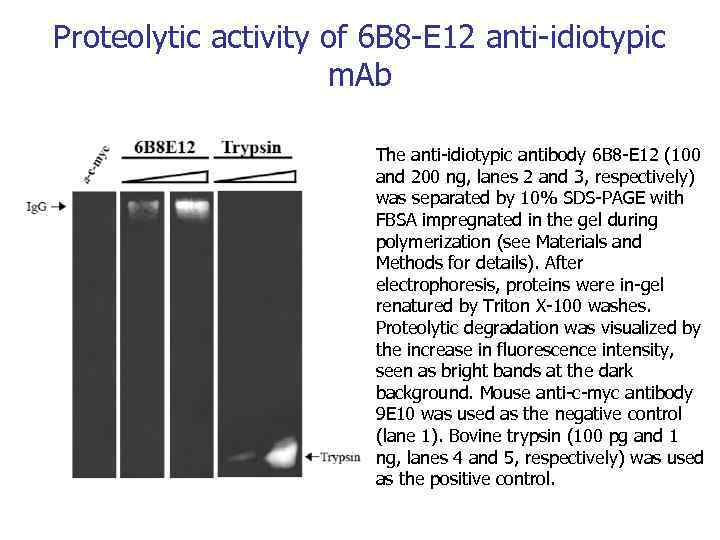 Proteolytic activity of 6 B 8 -E 12 anti-idiotypic m. Ab The anti-idiotypic antibody