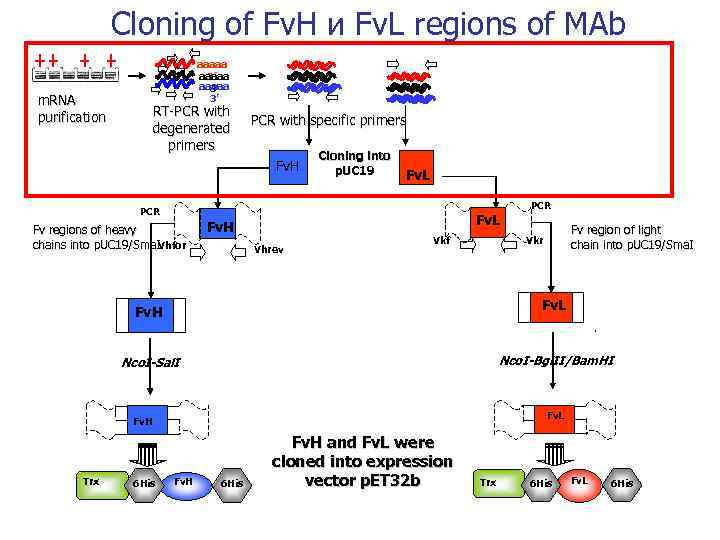 Cloning of Fv. Н и Fv. L regions of MAb m. RNA purification aaaaa