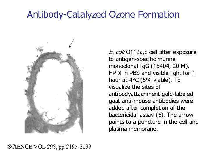 Antibody-Catalyzed Ozone Formation E. coli O 112 a, c cell after exposure to antigen-specific