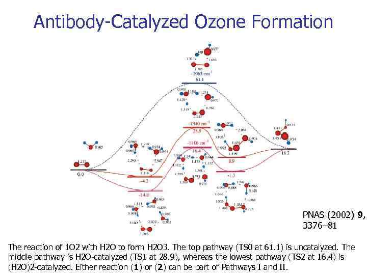 Antibody-Catalyzed Ozone Formation PNAS (2002) 9, 3376– 81 The reaction of 1 O 2