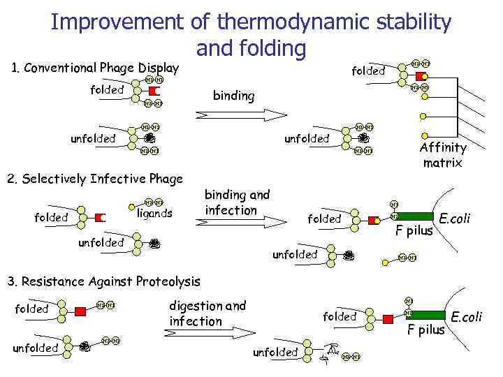Improvement of thermodynamic stability and folding 1. Conventional Phage Display folded N 2 N