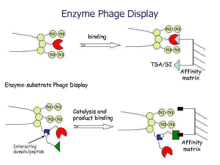 Enzyme Phage Display N 2 N 1 binding N 2 N 1 TSA/SI Enzyme-substrate