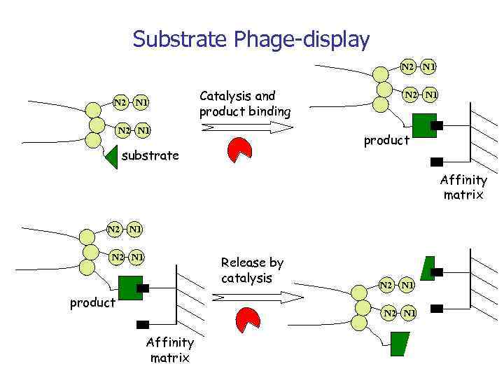 Substrate Phage-display N 2 N 1 Catalysis and product binding N 2 N 1