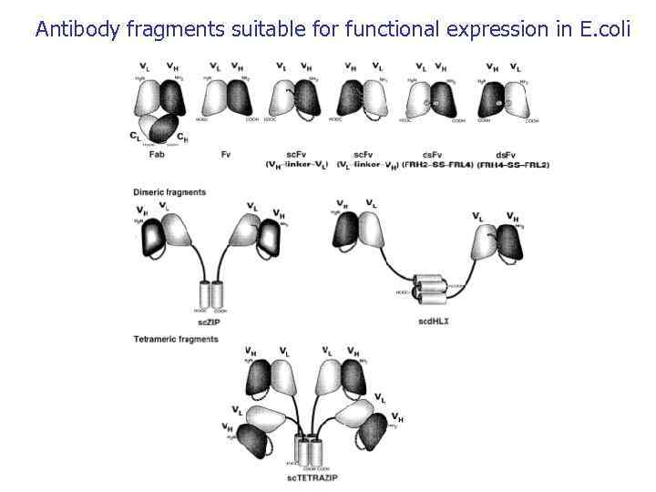 Antibody fragments suitable for functional expression in E. coli 