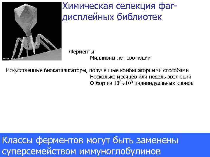Химическая селекция фагдисплейных библиотек Ферменты Миллионы лет эволюции Искусственные биокатализаторы, полученные комбинаторными способами Несколько
