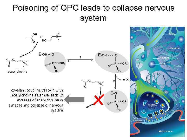 Poisoning of OPC leads to collapse nervous system + acetylcholine covalent coupling of toxin