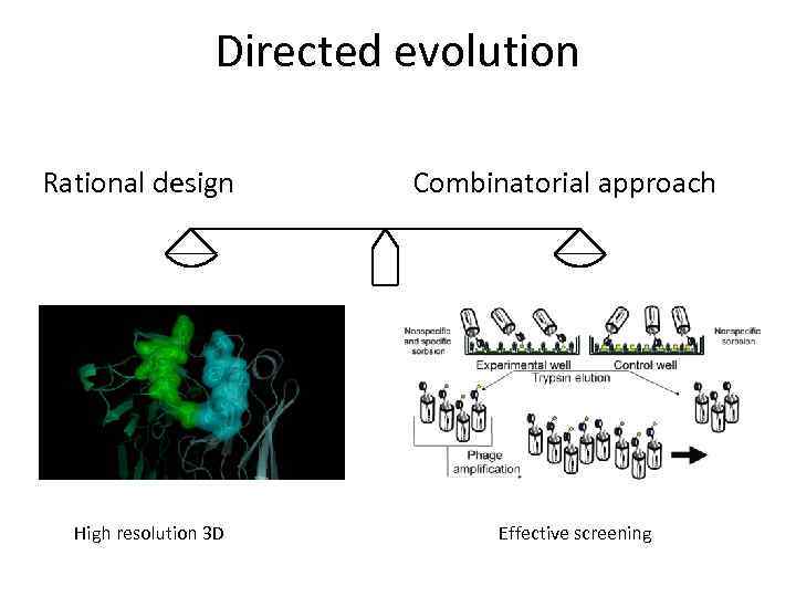 Directed evolution Rational design High resolution 3 D Combinatorial approach Effective screening 