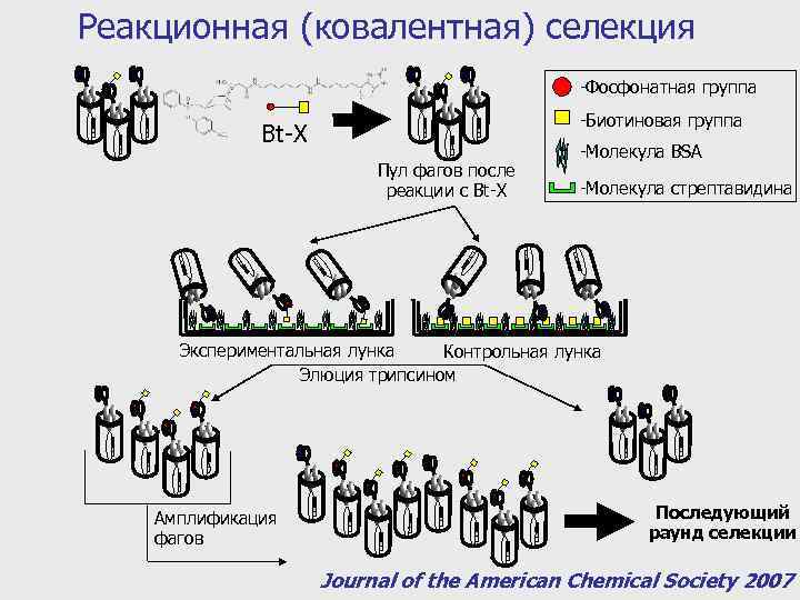 Реакционная (ковалентная) селекция -Фосфонатная группа -Биотиновая группа Bt-X Пул фагов после реакции с Bt-X