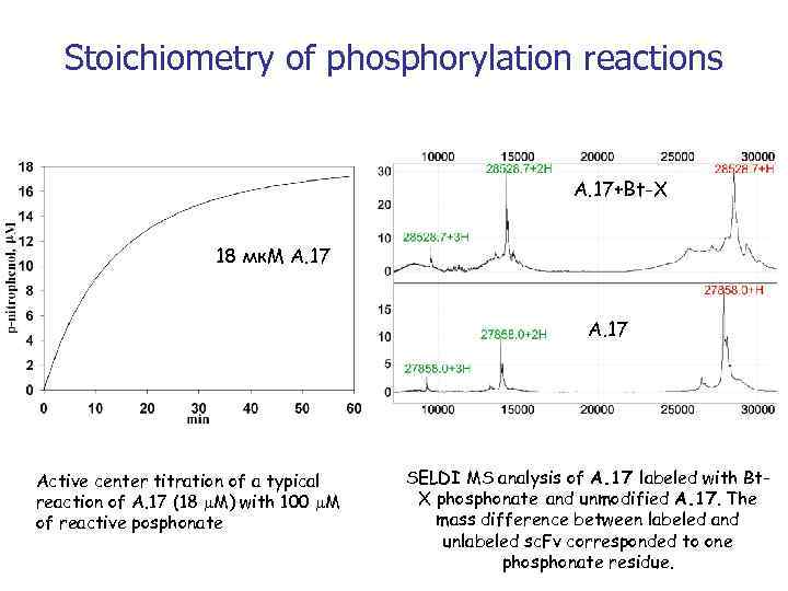 Stoichiometry of phosphorylation reactions А. 17+Bt-X 18 мк. М А. 17 Active center titration