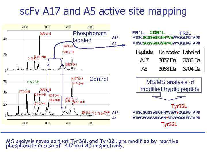 sc. Fv A 17 and A 5 active site mapping Phosphonate labeled FR 1