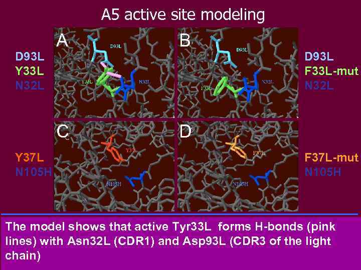 A 5 active site modeling Y 37 L N 105 H B C D