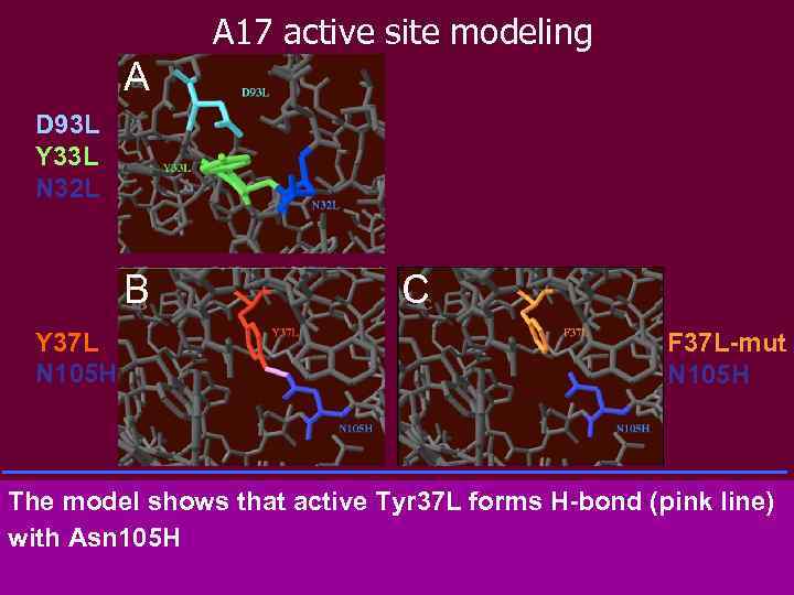 A 17 active site modeling A D 93 L Y 33 L N 32