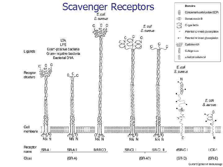 Scavenger Receptors 