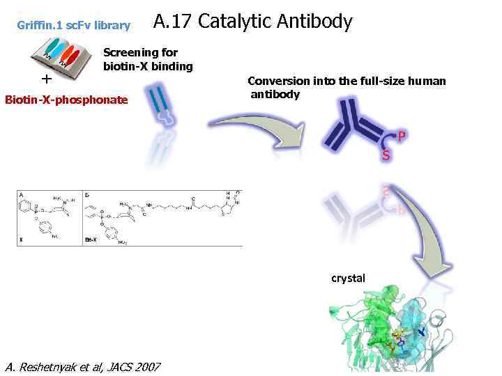 Griffin. 1 sc. Fv library + A. 17 Catalytic Antibody Screening for biotin-X binding