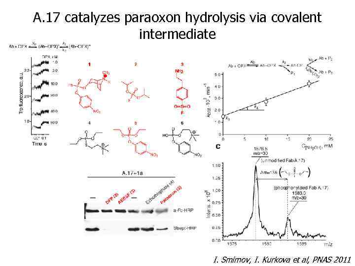 A. 17 catalyzes paraoxon hydrolysis via covalent intermediate I. Smirnov, I. Kurkova et al,