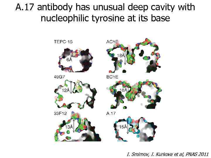 A. 17 antibody has unusual deep cavity with nucleophilic tyrosine at its base I.