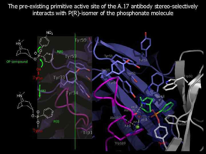 The pre-existing primitive active site of the A. 17 antibody stereo-selectively interacts with P(R)-isomer