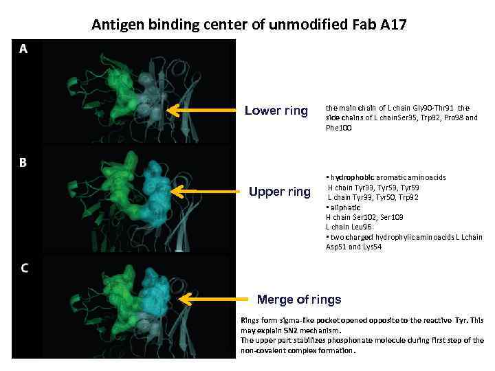 Antigen binding center of unmodified Fab A 17 Lower ring Upper ring the main