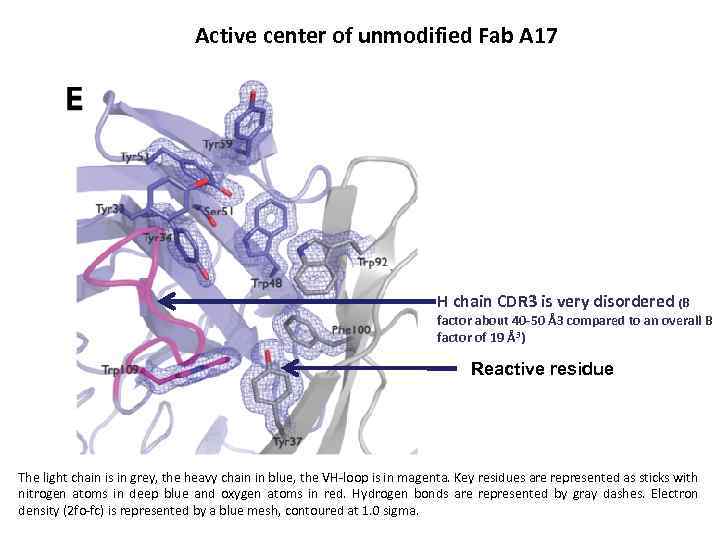 Active center of unmodified Fab A 17 H chain CDR 3 is very disordered
