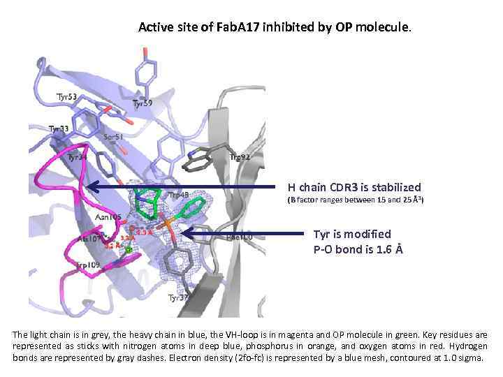 Active site of Fab. A 17 inhibited by OP molecule. H chain CDR 3