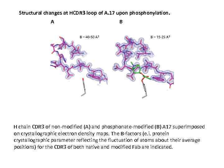 Structural changes at HCDR 3 loop of A. 17 upon phosphonylation. A B H