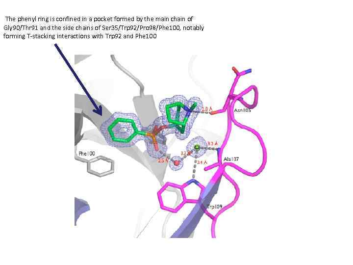  The phenyl ring is confined in a pocket formed by the main chain