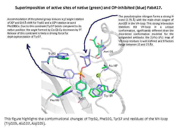 Superimposition of active sites of native (green) and OP-inhibited (blue) Fab. A 17. Accommodation
