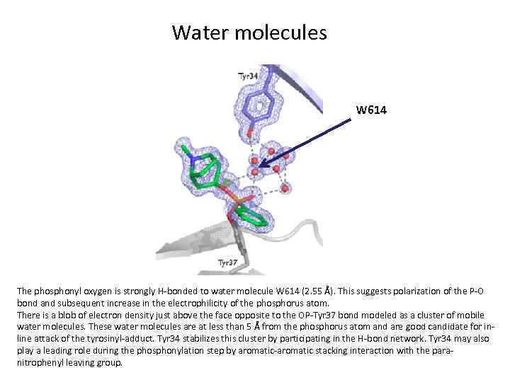 Water molecules W 614 The phosphonyl oxygen is strongly H-bonded to water molecule W