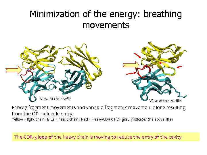 Minimization of the energy: breathing movements View of the profile Fab. A 17 fragment