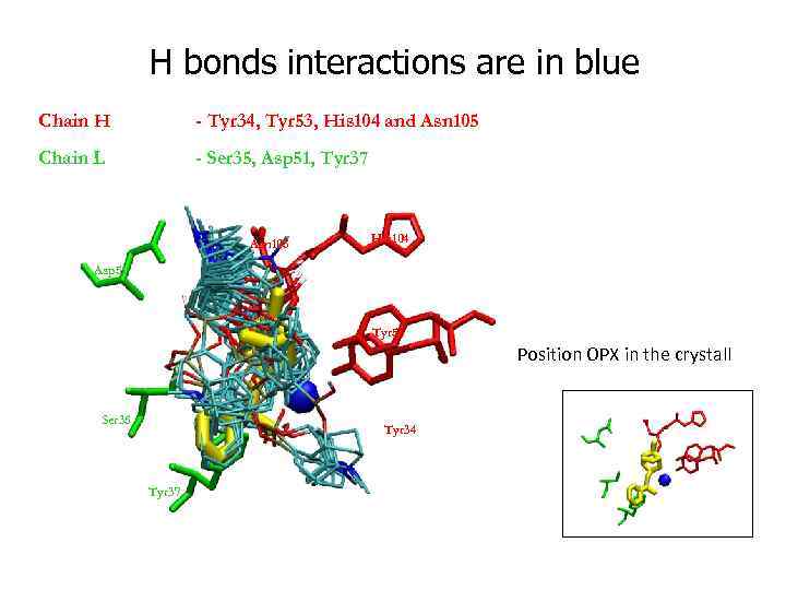 H bonds interactions are in blue Chain H - Tyr 34, Tyr 53, His